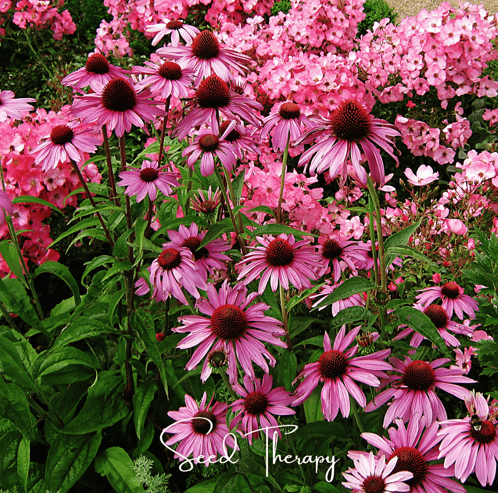 Purple Coneflower (Echinacea) – 100 Seeds - Garden Gets