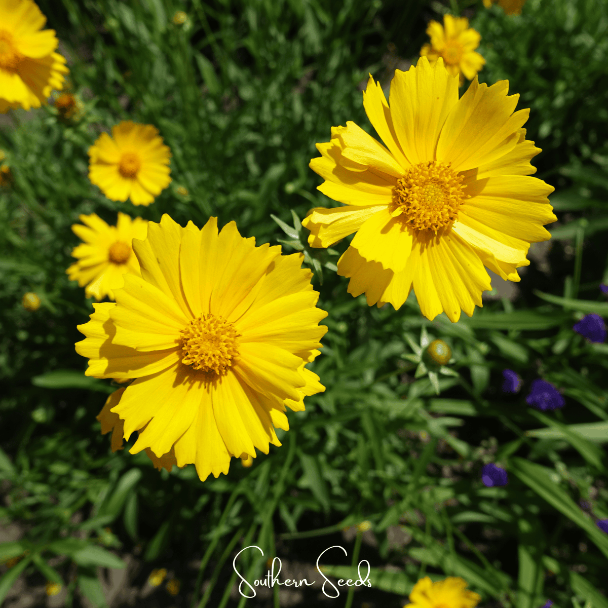 Lance Leaf Coreopsis – 100 Seeds - Garden Gets