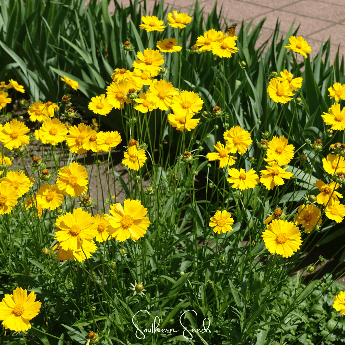 Lance Leaf Coreopsis – 100 Seeds - Garden Gets