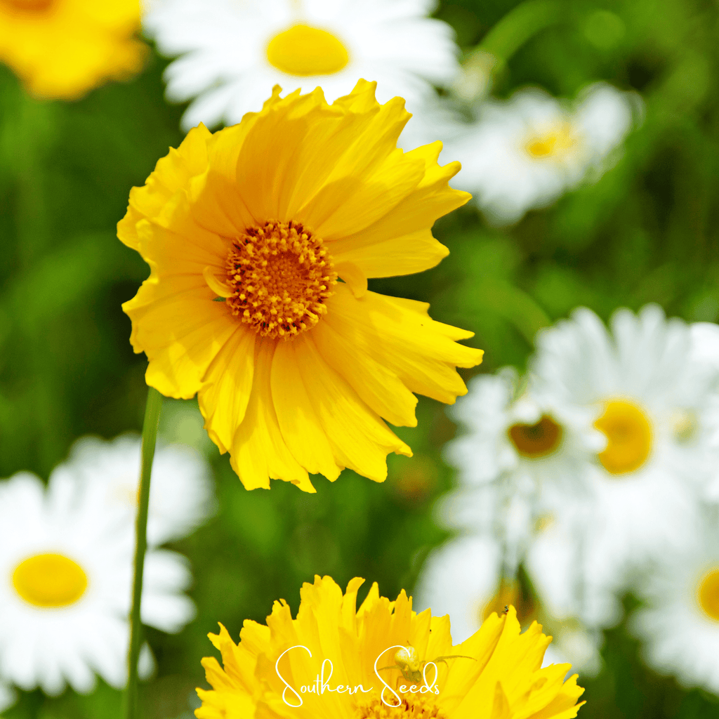 Lance Leaf Coreopsis – 100 Seeds - Garden Gets