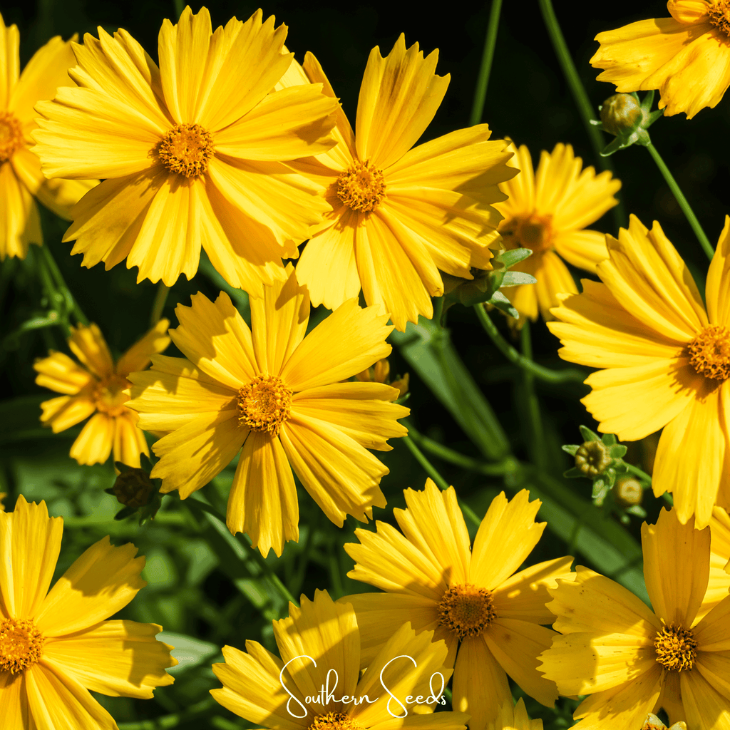Lance Leaf Coreopsis – 100 Seeds - Garden Gets