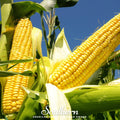 Bodacious Corn – 30 Seeds - Garden Gets