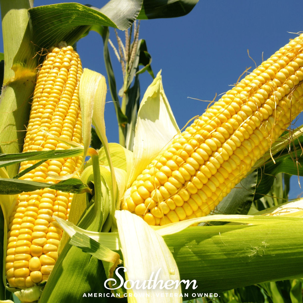 Bodacious Corn – 30 Seeds - Garden Gets
