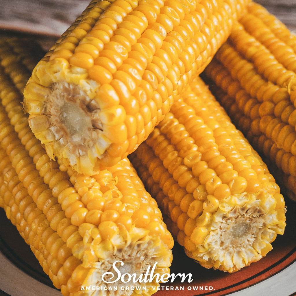Bodacious Corn – 30 Seeds - Garden Gets