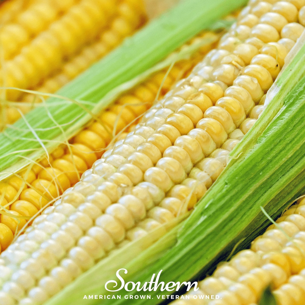 Bodacious Corn – 30 Seeds - Garden Gets