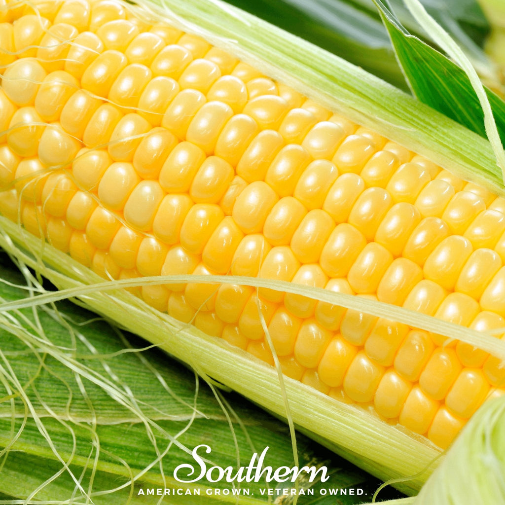Bodacious Corn – 30 Seeds - Garden Gets
