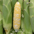 Peaches & Cream Corn – 30 Seeds - Garden Gets