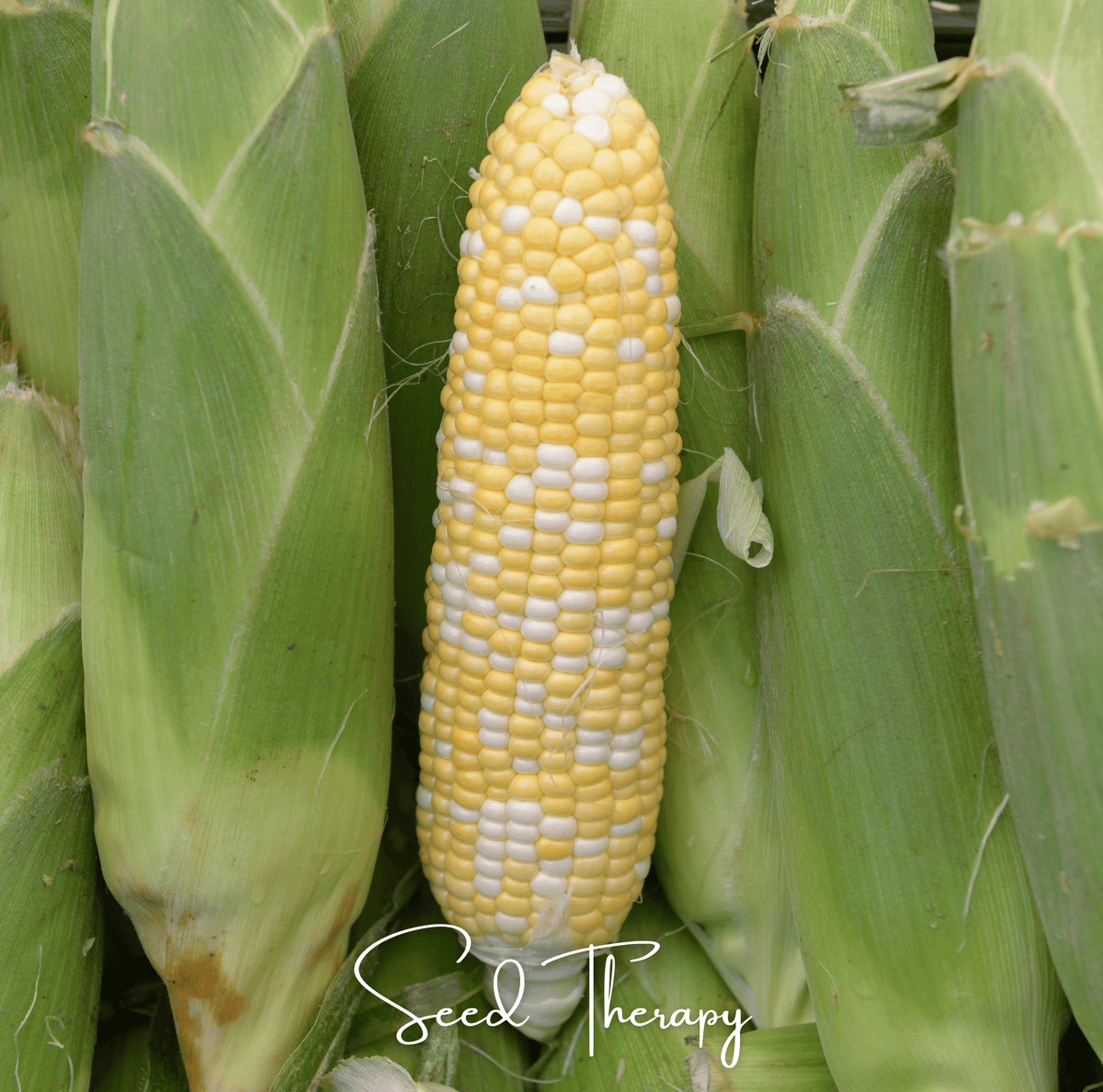 Peaches & Cream Corn – 30 Seeds - Garden Gets