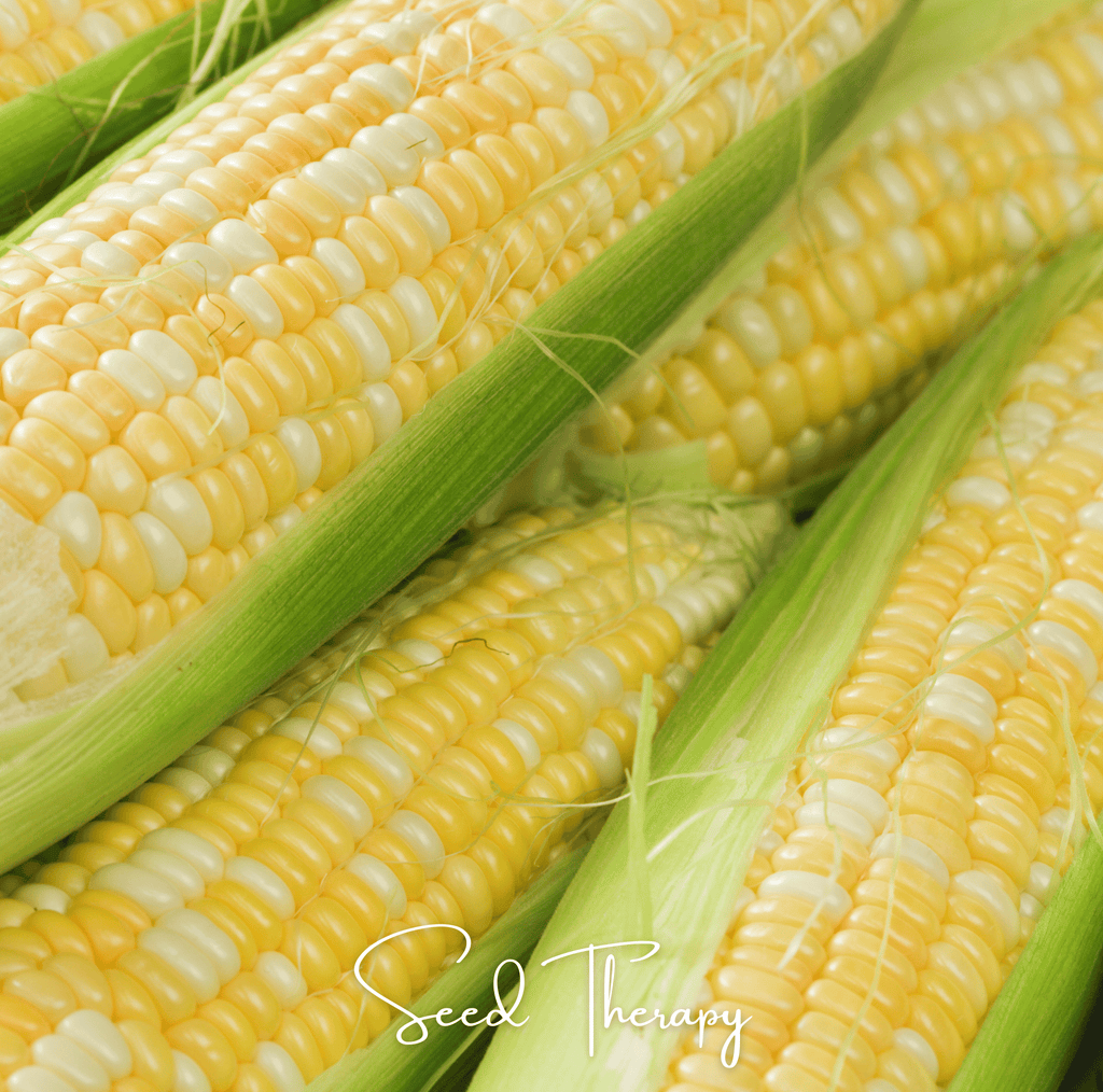 Peaches & Cream Corn – 30 Seeds - Garden Gets
