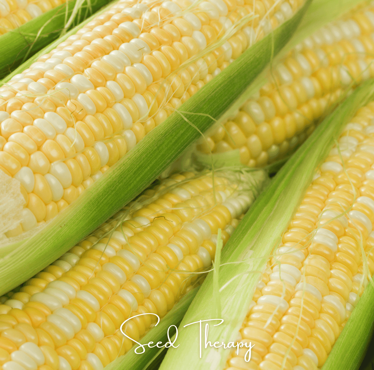 Peaches & Cream Corn – 30 Seeds - Garden Gets