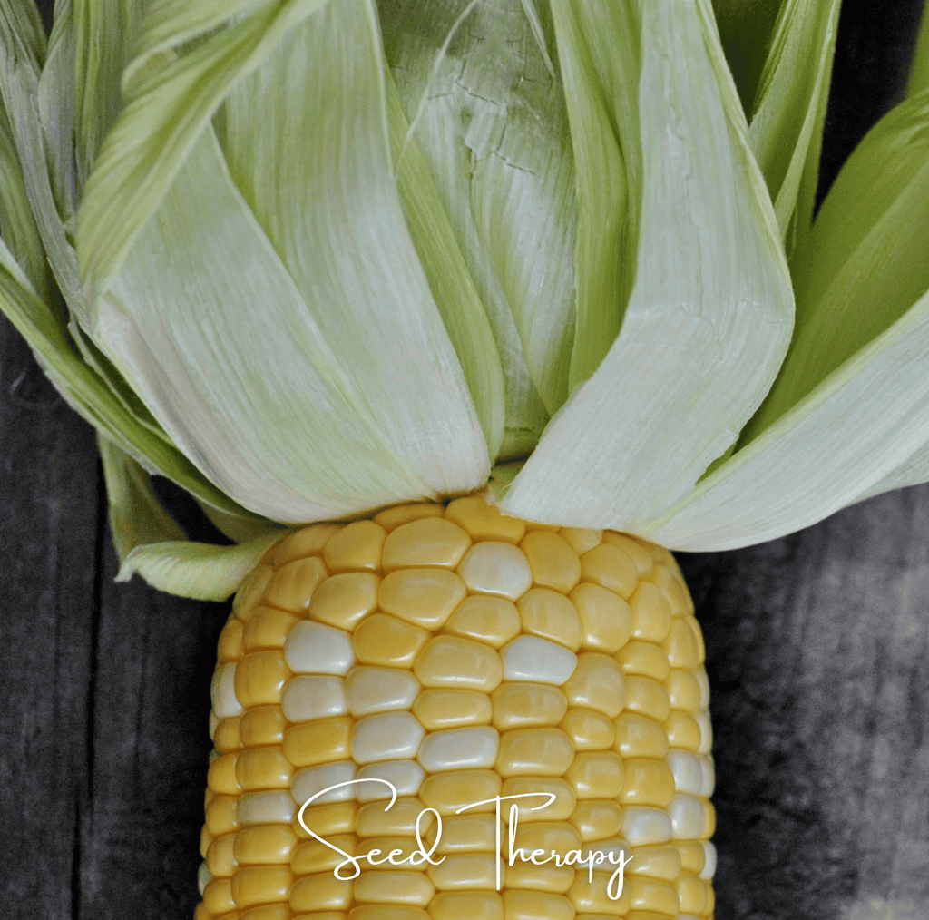 Peaches & Cream Corn – 30 Seeds - Garden Gets