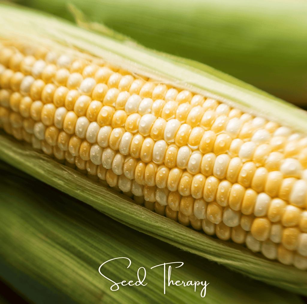 Peaches & Cream Corn – 30 Seeds - Garden Gets