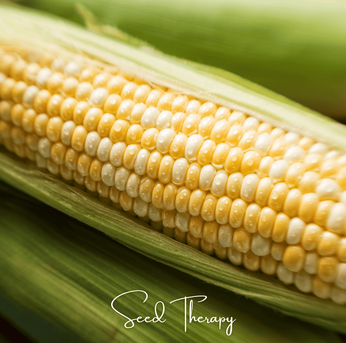 Peaches & Cream Corn – 30 Seeds - Garden Gets