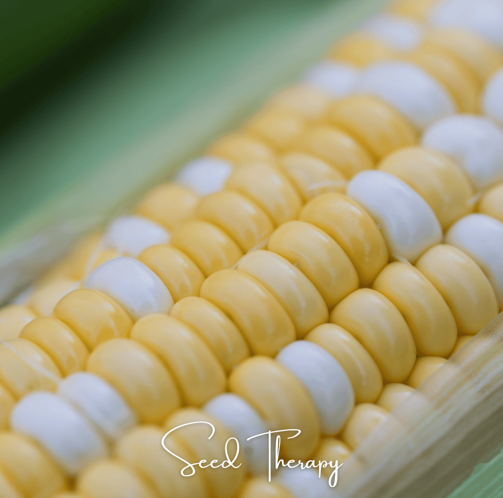 Peaches & Cream Corn – 30 Seeds - Garden Gets
