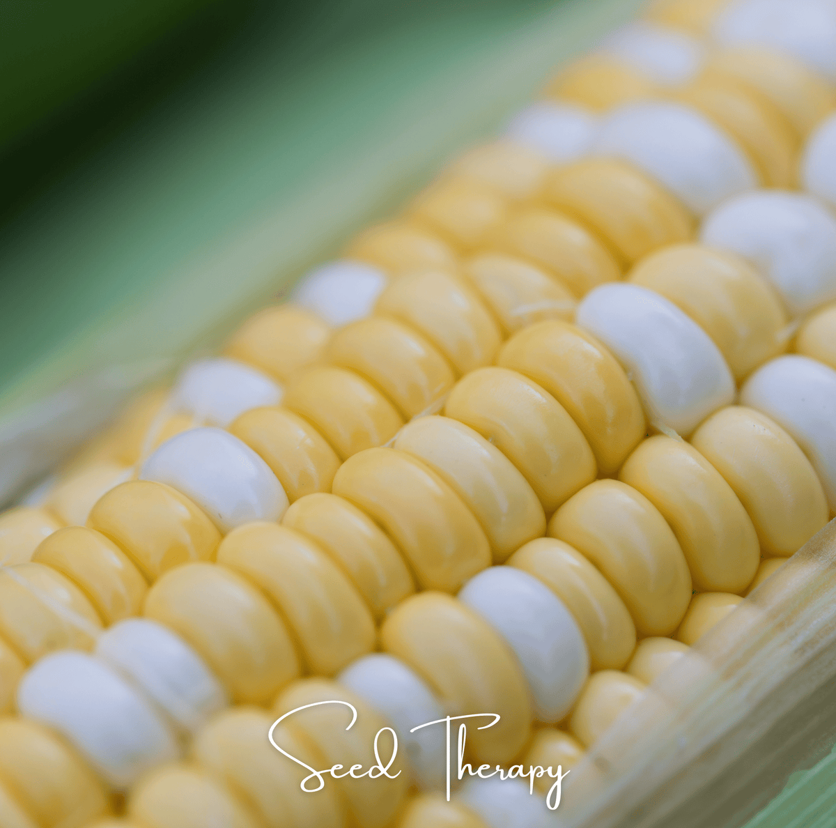 Peaches & Cream Corn – 30 Seeds - Garden Gets