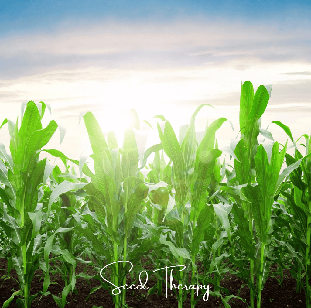 Peaches & Cream Corn – 30 Seeds - Garden Gets