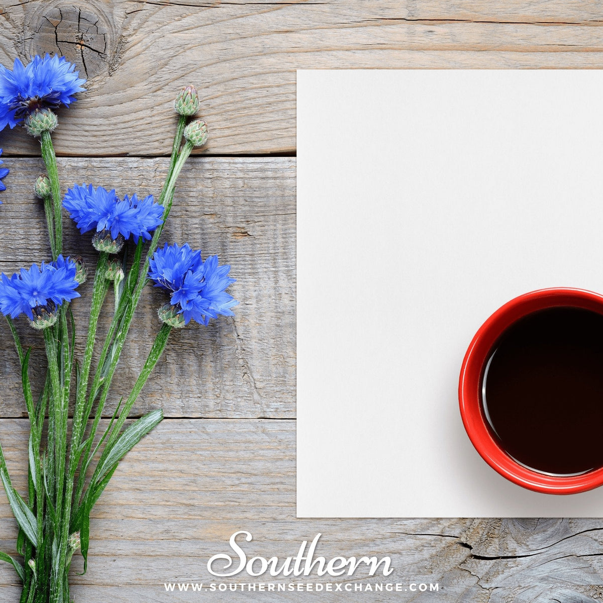 Tall Blue Cornflower – 100 Seeds - Garden Gets