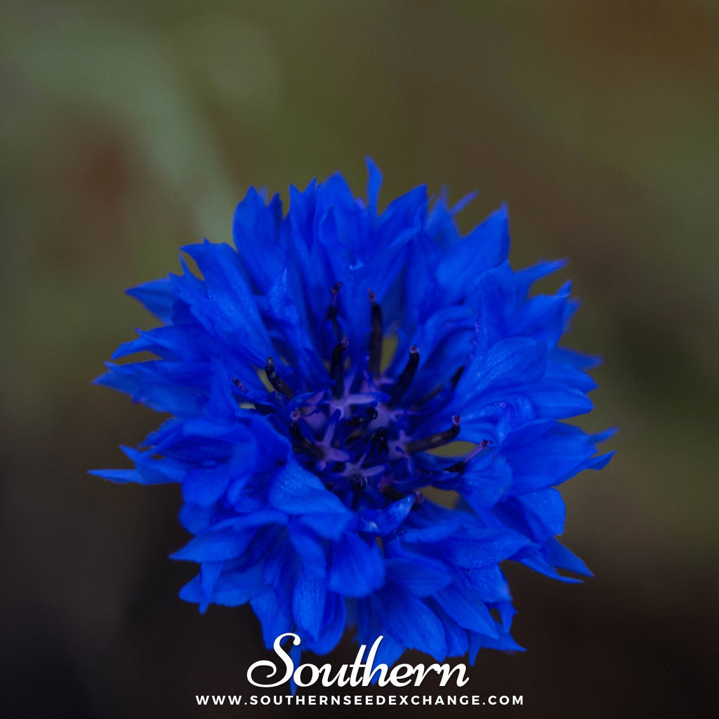 Tall Blue Cornflower – 100 Seeds - Garden Gets