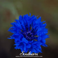 Tall Blue Cornflower – 100 Seeds - Garden Gets