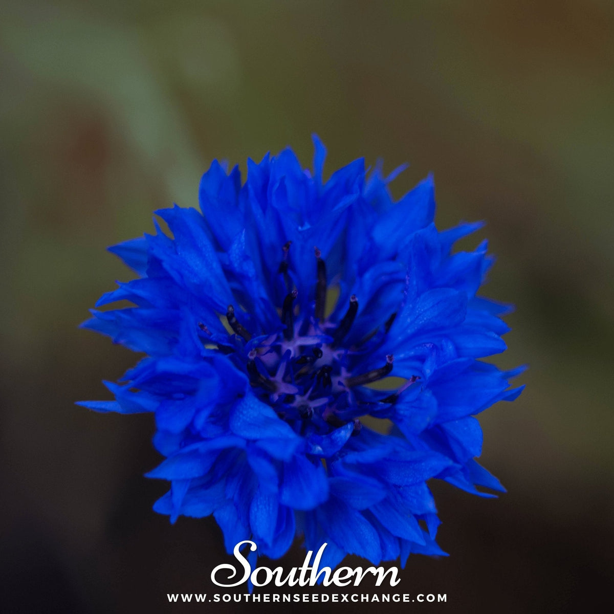 Tall Blue Cornflower – 100 Seeds - Garden Gets