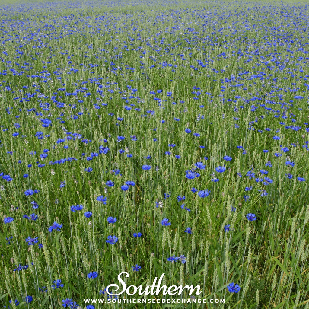 Tall Blue Cornflower – 100 Seeds - Garden Gets