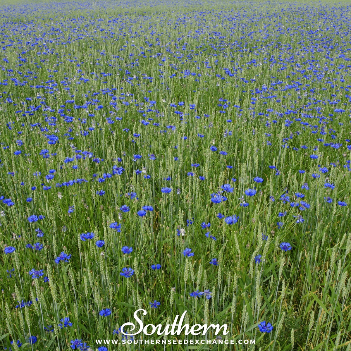 Tall Blue Cornflower – 100 Seeds - Garden Gets