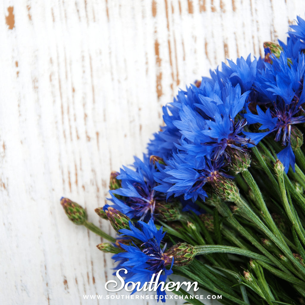 Tall Blue Cornflower – 100 Seeds - Garden Gets