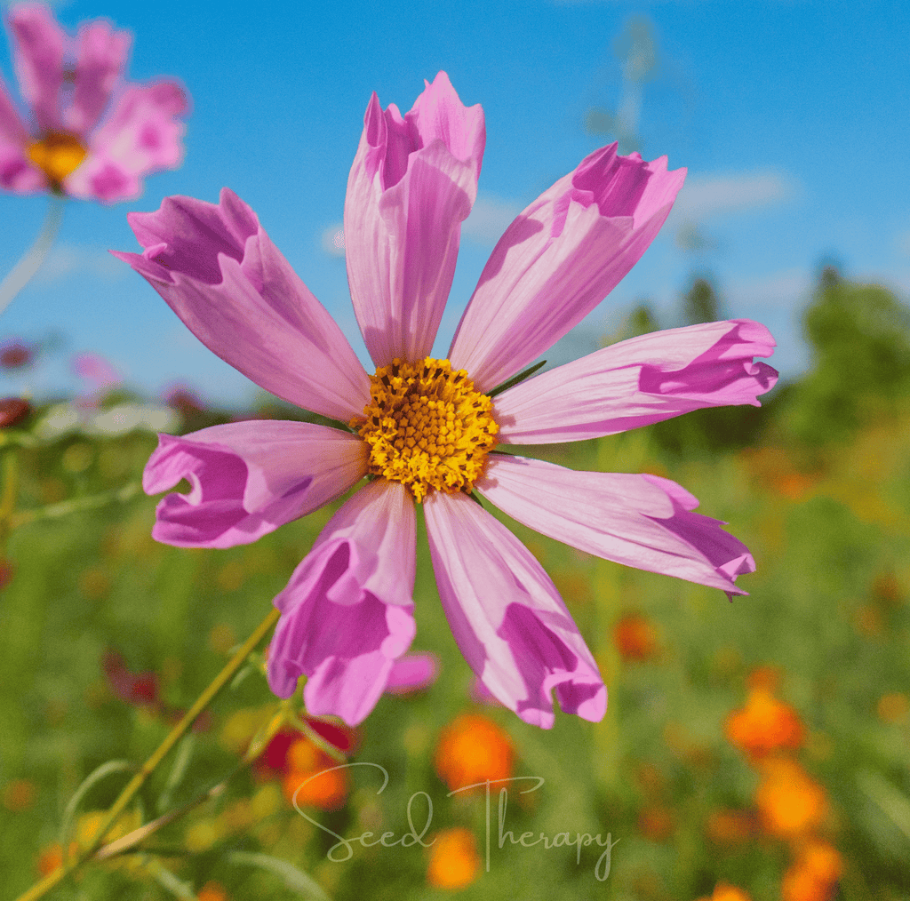 Sea Shells Cosmos – 100 Seeds - Garden Gets