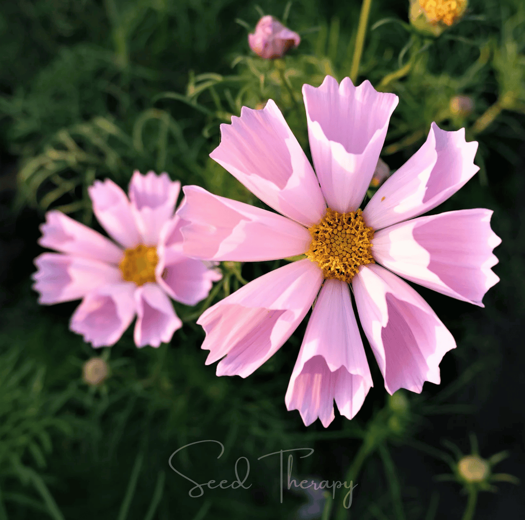 Sea Shells Cosmos – 100 Seeds - Garden Gets