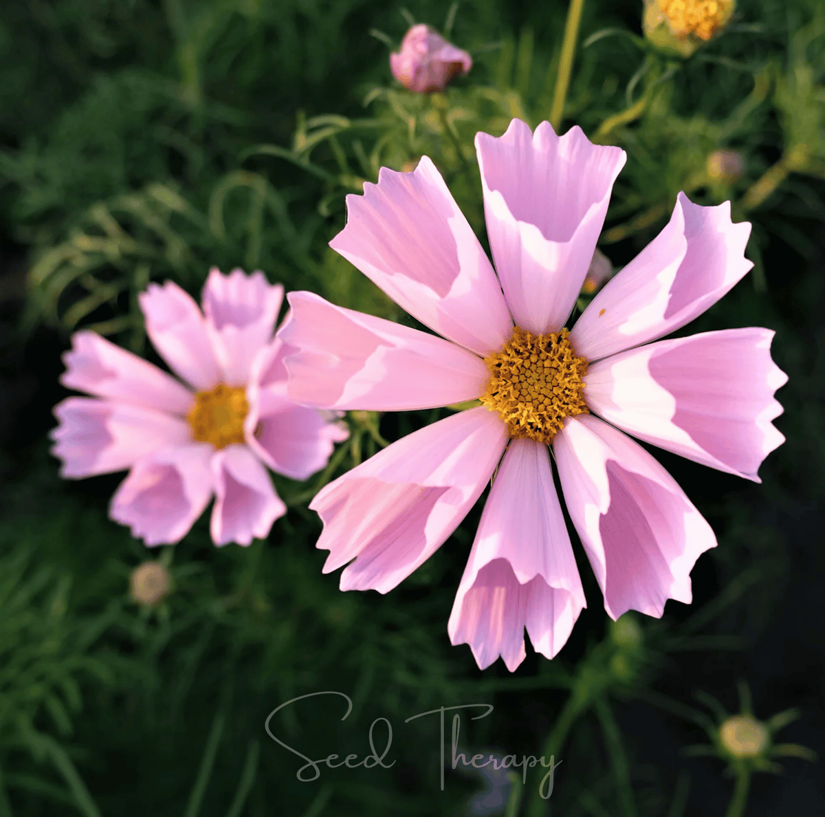 Sea Shells Cosmos – 100 Seeds - Garden Gets