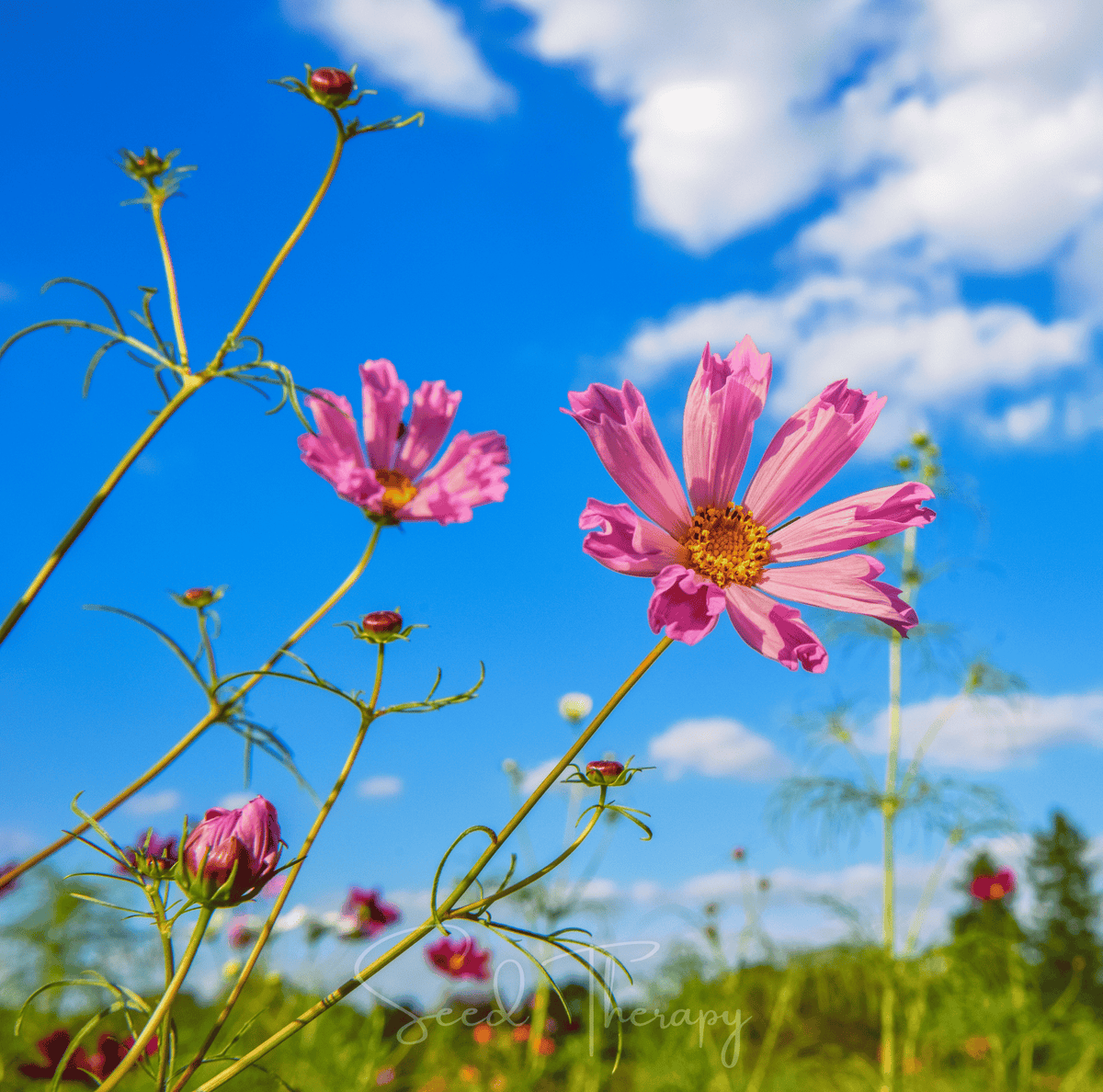 Sea Shells Cosmos – 100 Seeds - Garden Gets