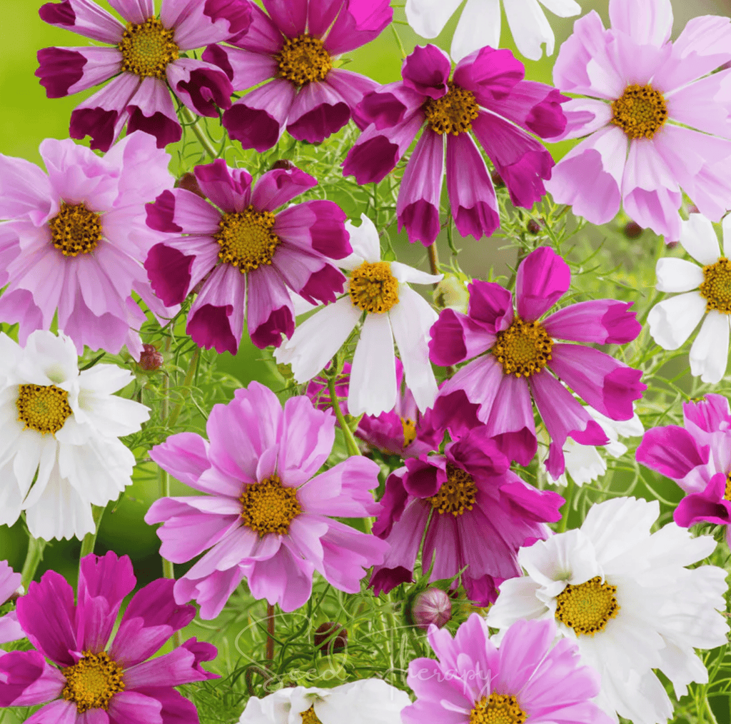 Sea Shells Cosmos – 100 Seeds - Garden Gets