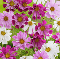 Sea Shells Cosmos – 100 Seeds - Garden Gets