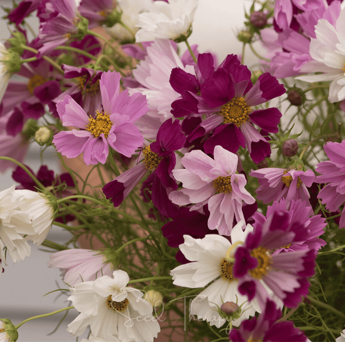 Sea Shells Cosmos – 100 Seeds - Garden Gets