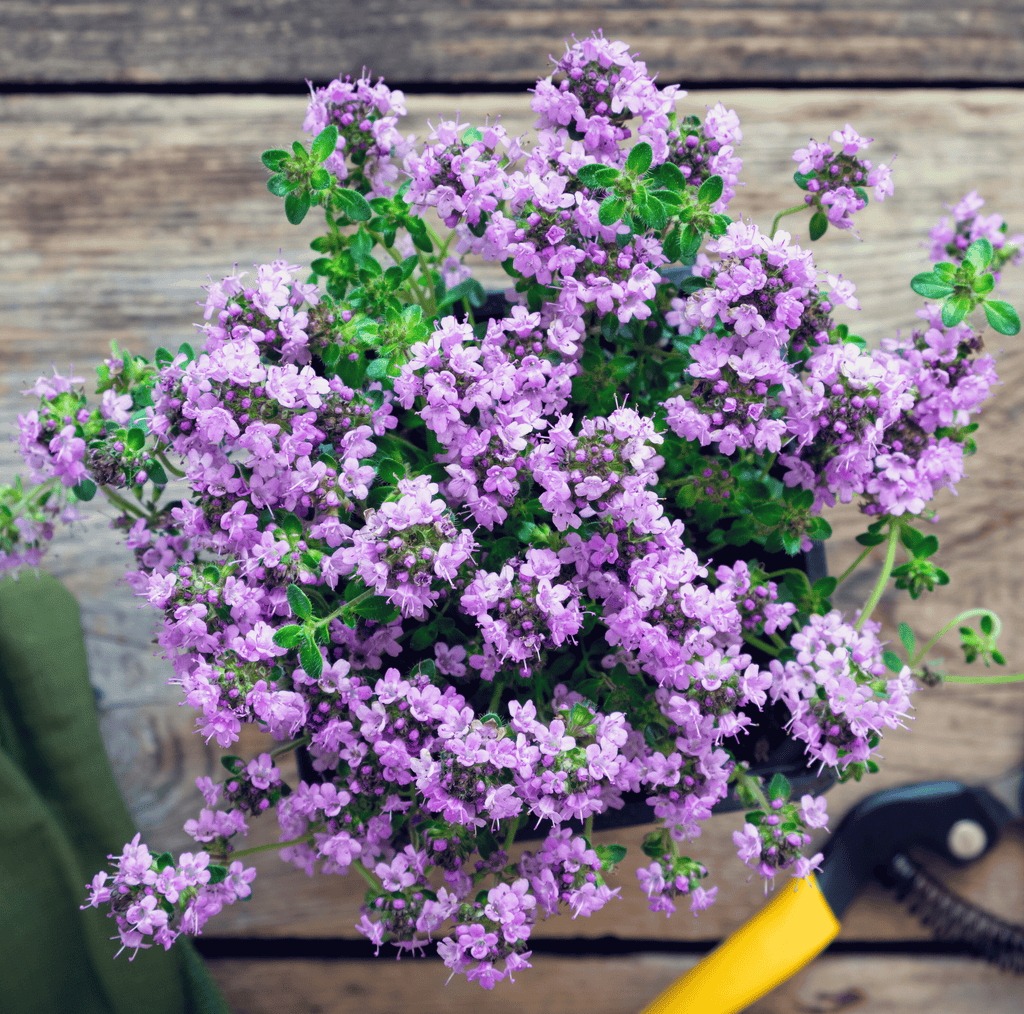 Creeping Thyme – 250 Seeds - Garden Gets