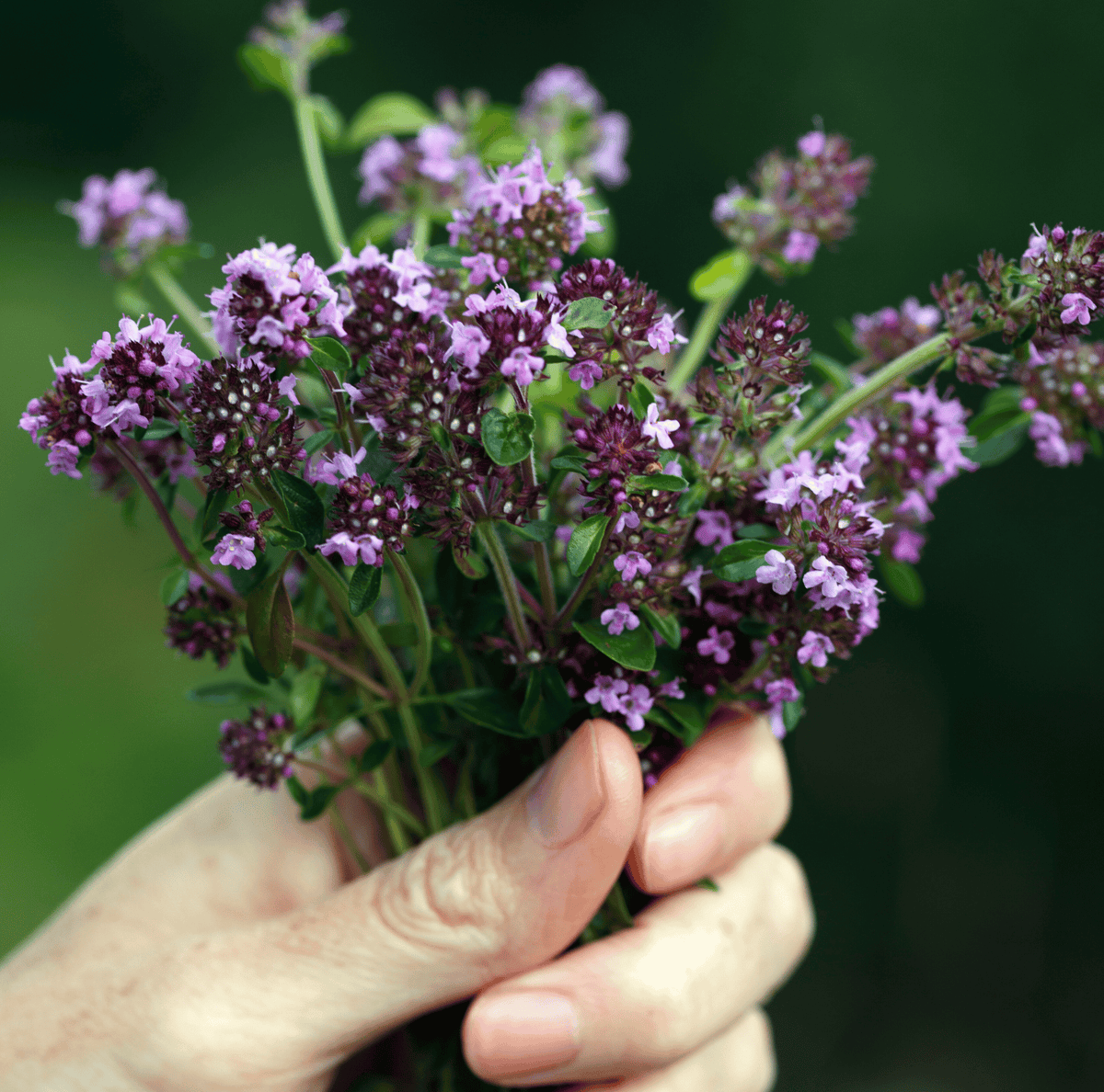 Creeping Thyme – 250 Seeds - Garden Gets