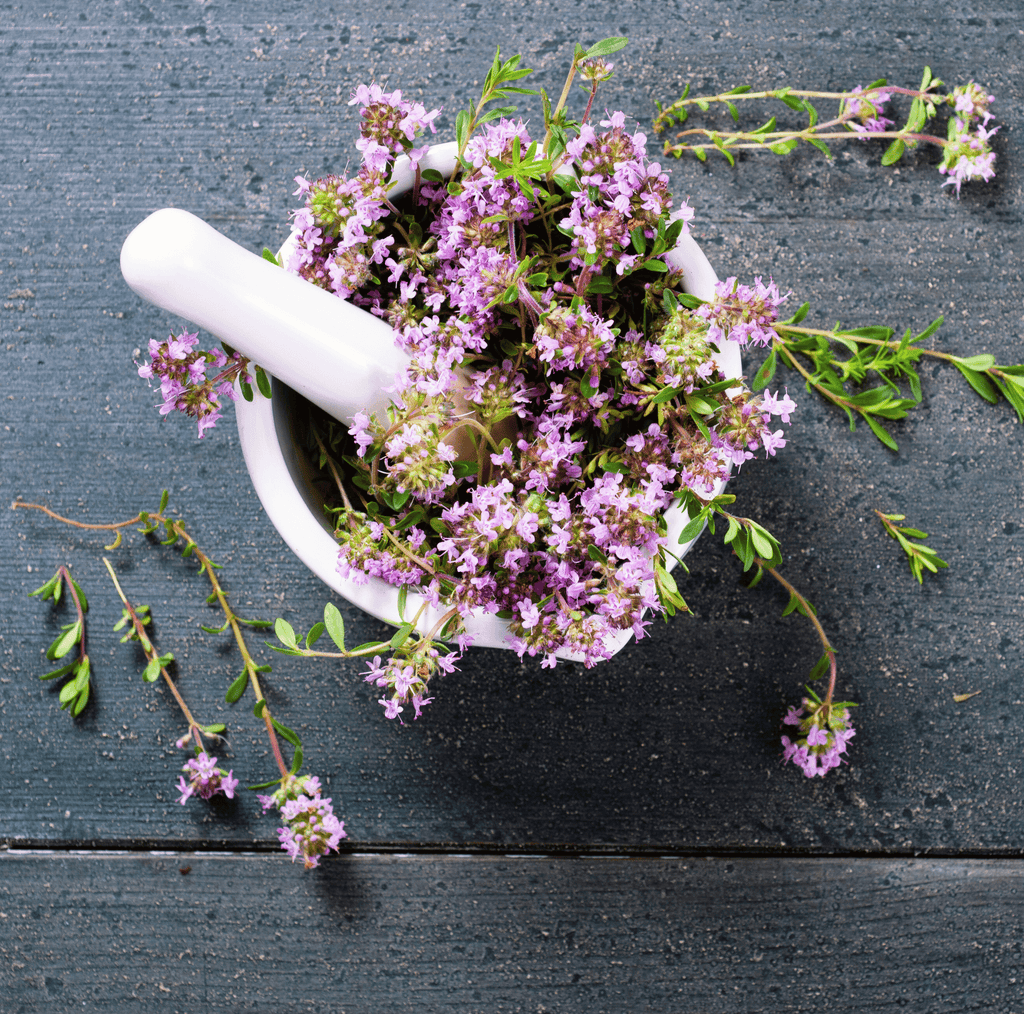 Creeping Thyme – 250 Seeds - Garden Gets