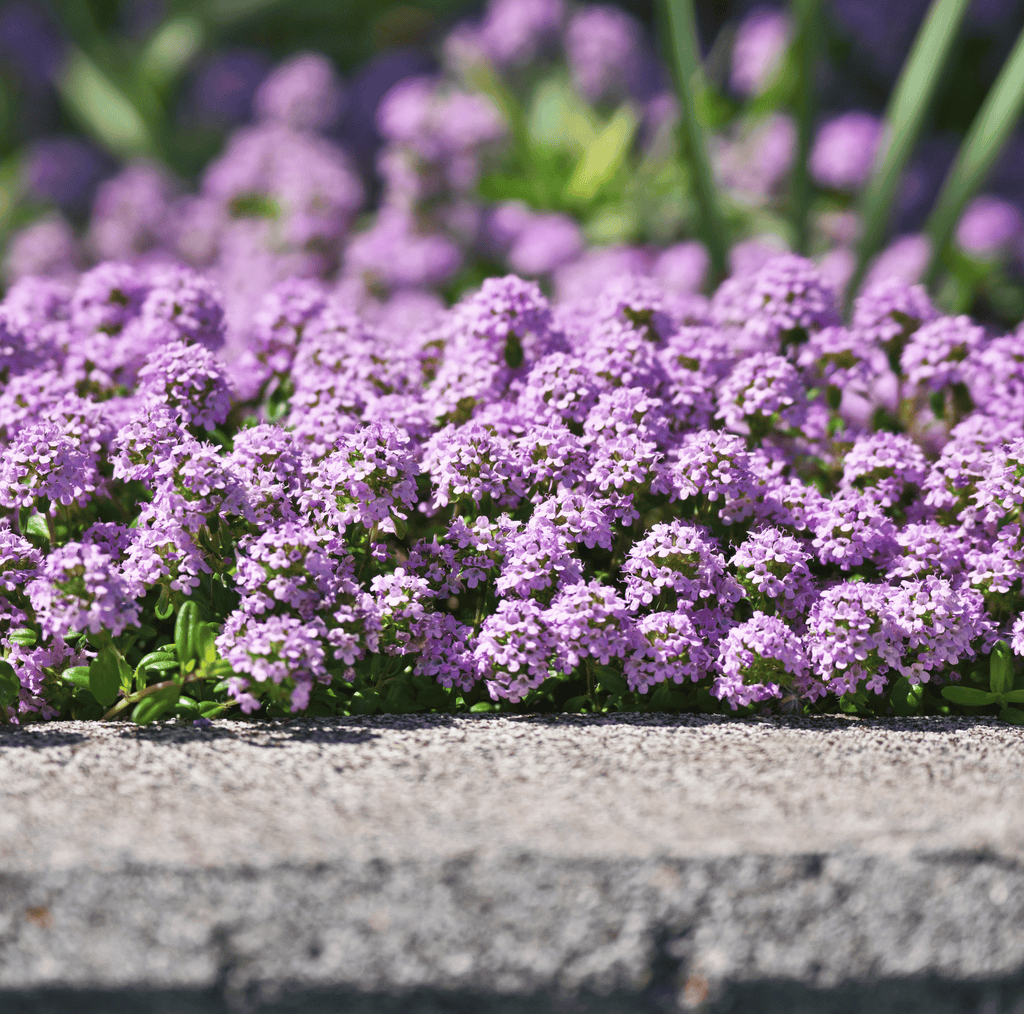 Creeping Thyme – 250 Seeds - Garden Gets
