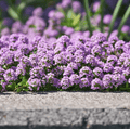 Creeping Thyme – 250 Seeds - Garden Gets