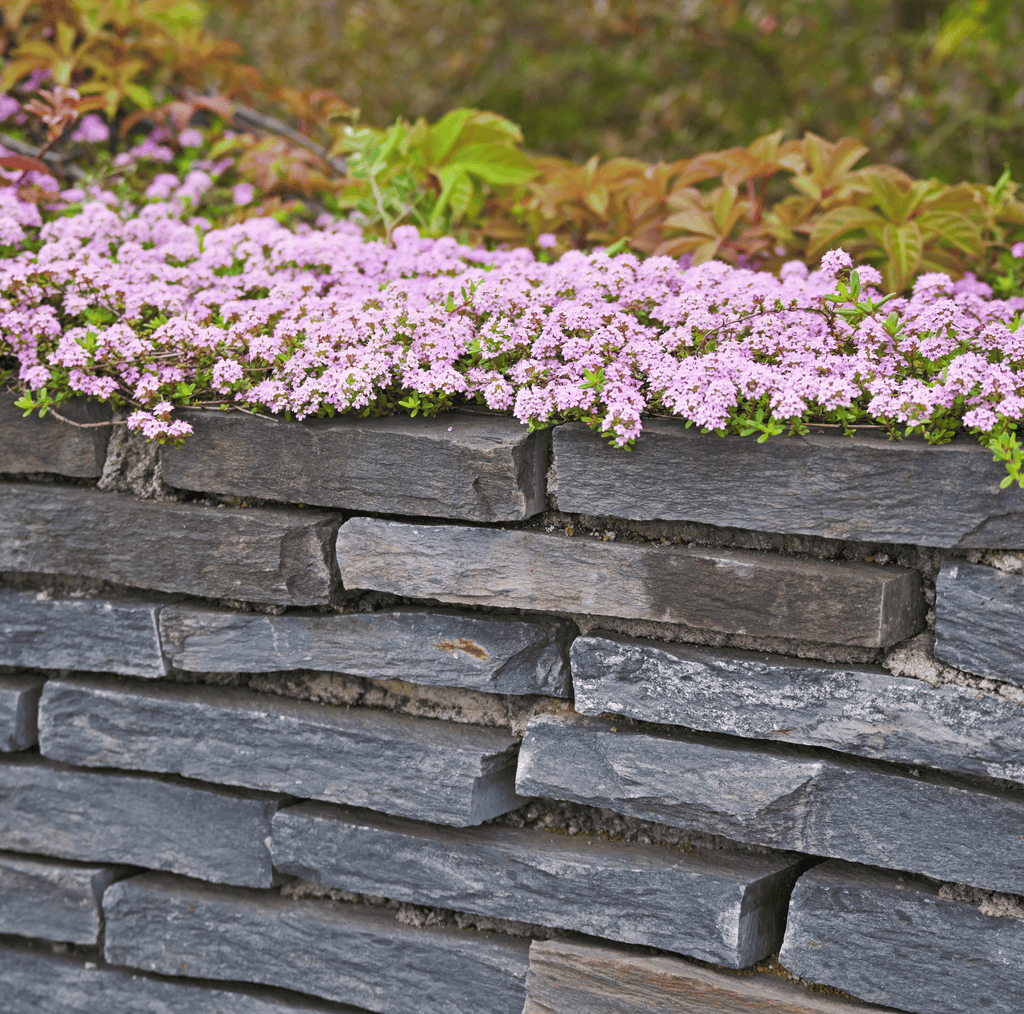 Creeping Thyme – 250 Seeds - Garden Gets