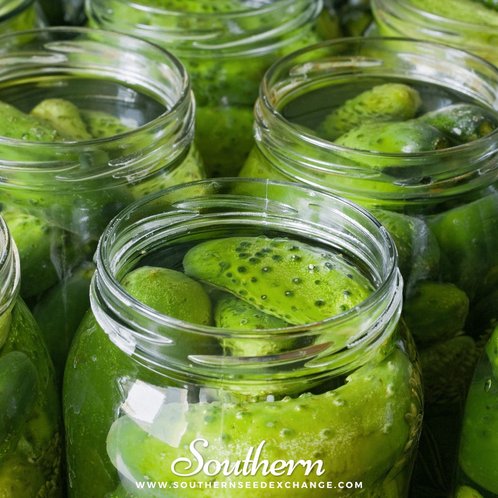 Boston Pickling Cucumber – 30 Seeds - Garden Gets