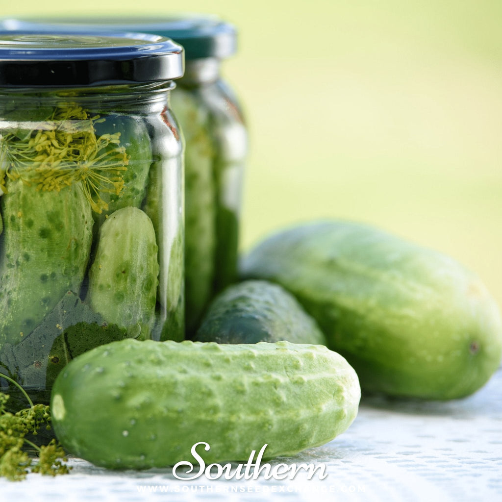 Boston Pickling Cucumber – 30 Seeds - Garden Gets