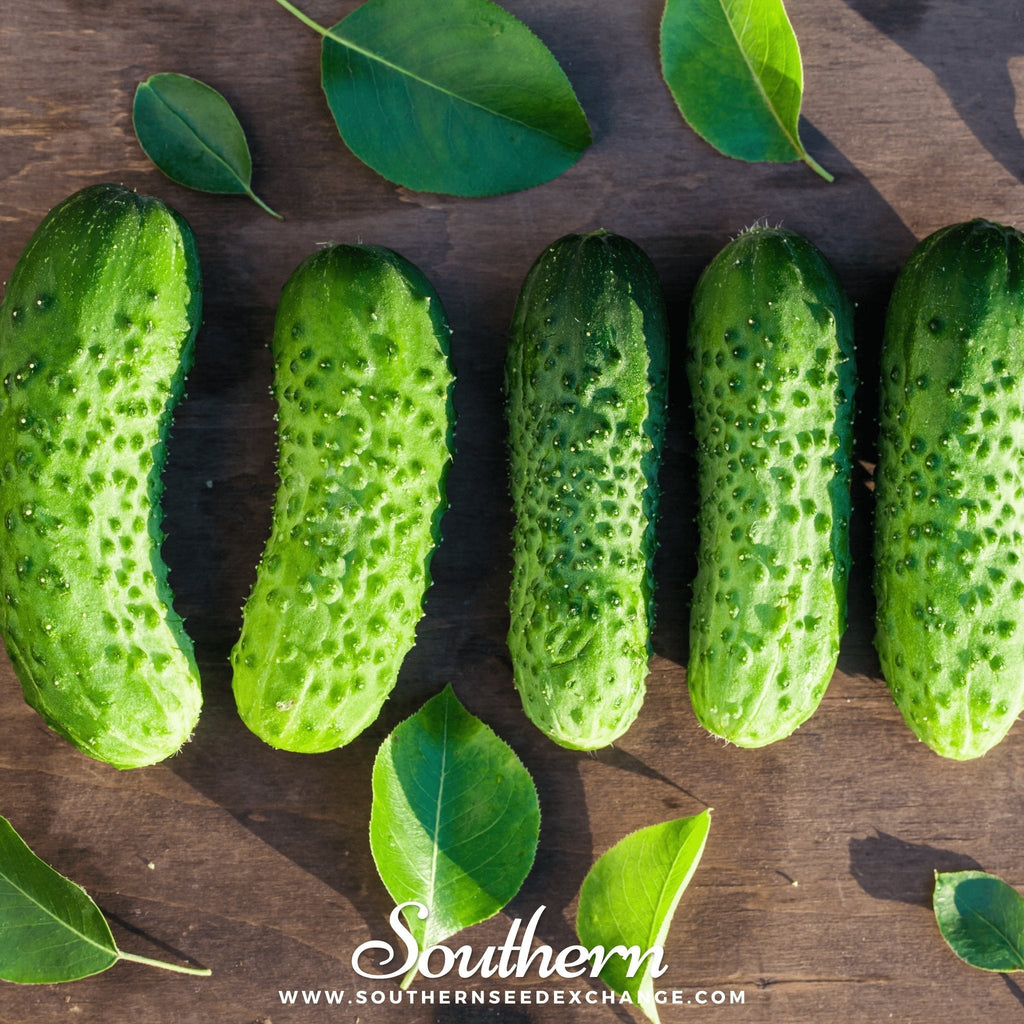 Boston Pickling Cucumber – 30 Seeds - Garden Gets