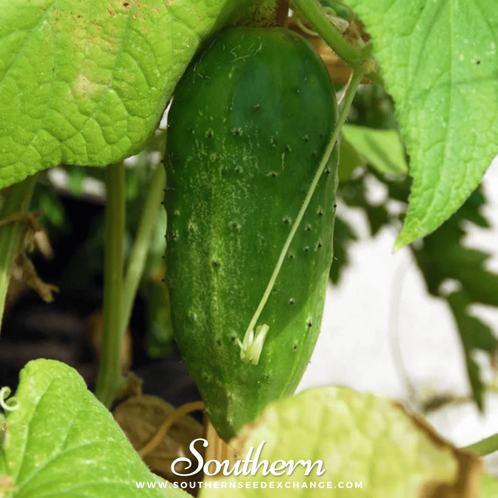 Boston Pickling Cucumber – 30 Seeds - Garden Gets