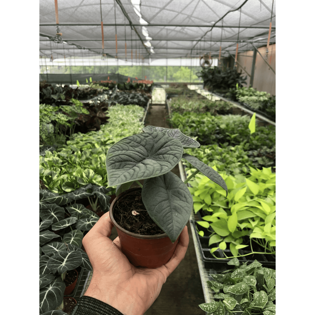 Alocasia 'Melo' - Garden Gets