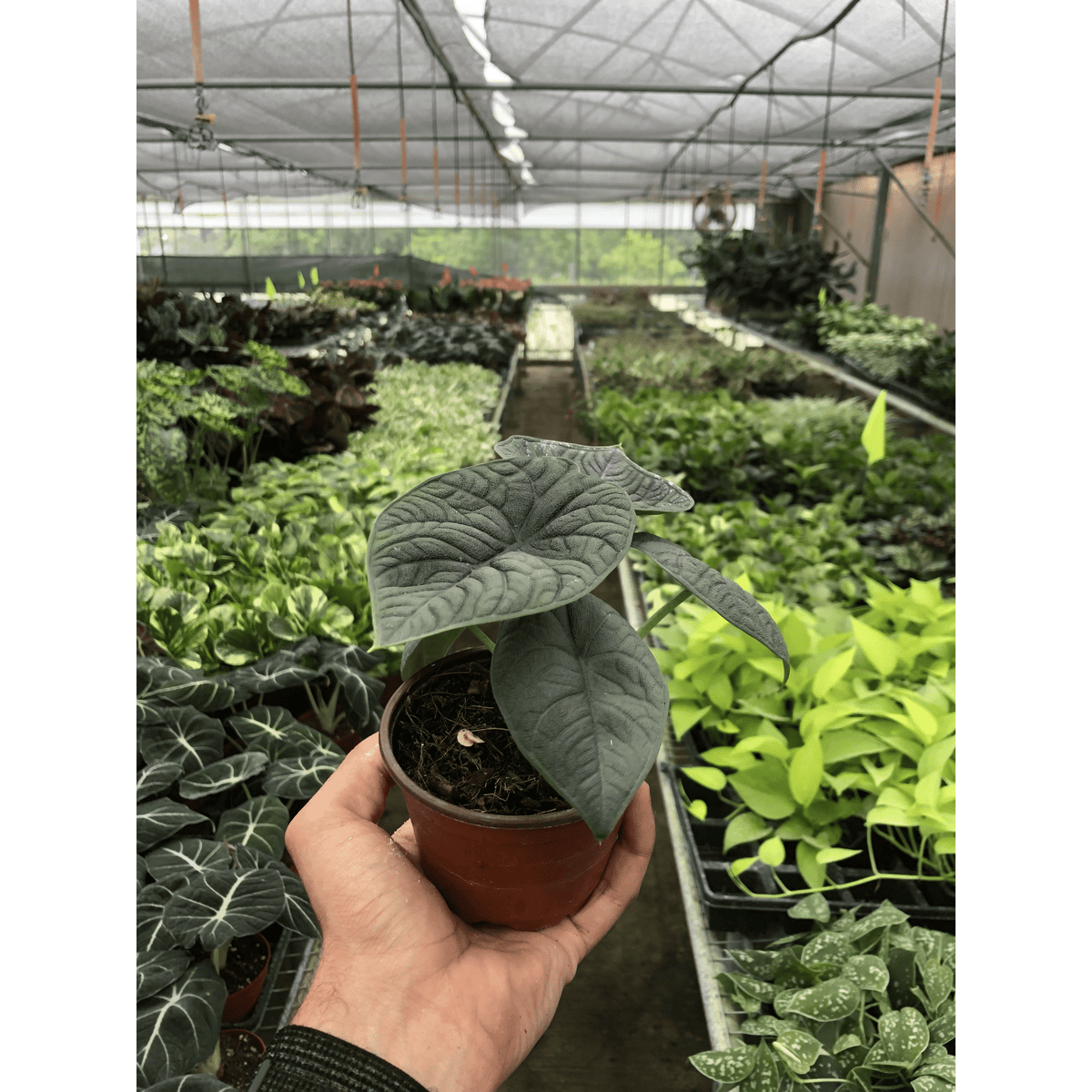 Alocasia 'Melo' - Garden Gets