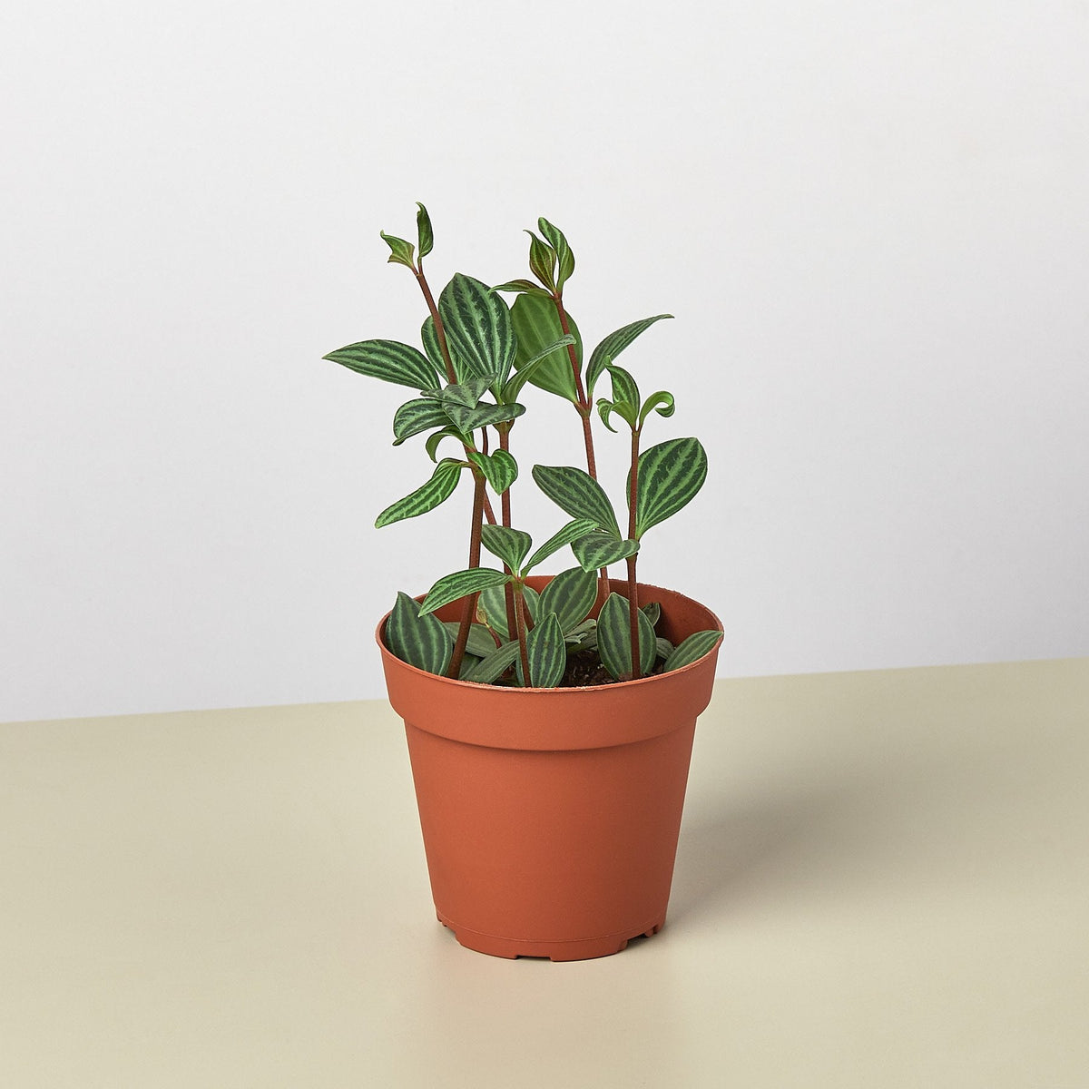 Peperomia 'Parallel' - Garden Gets
