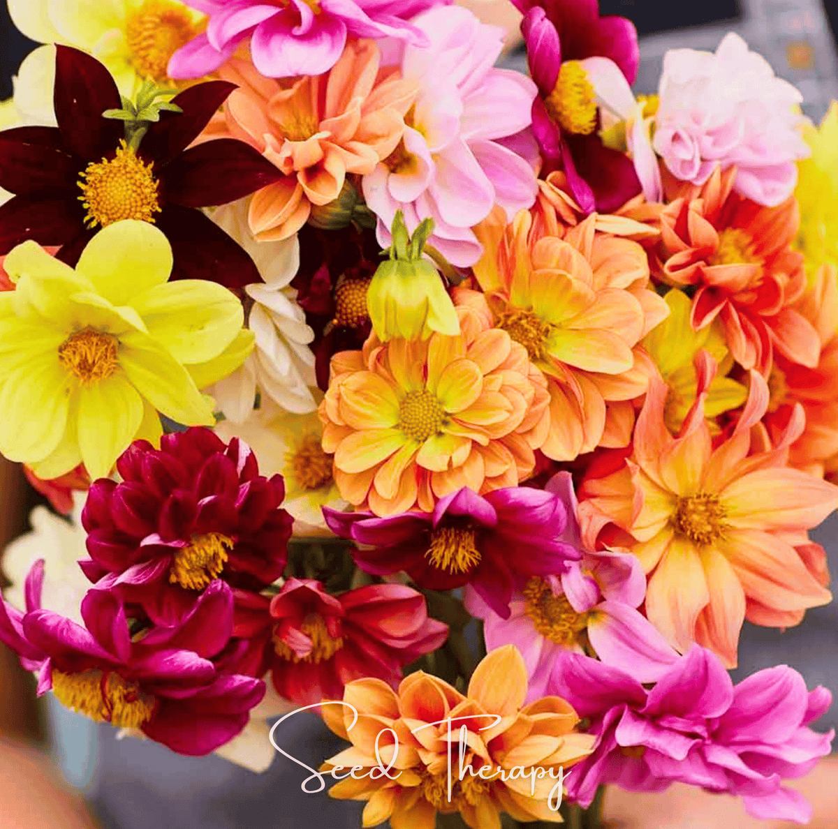 Early Bird Dahlia – 25 Seeds - Garden Gets