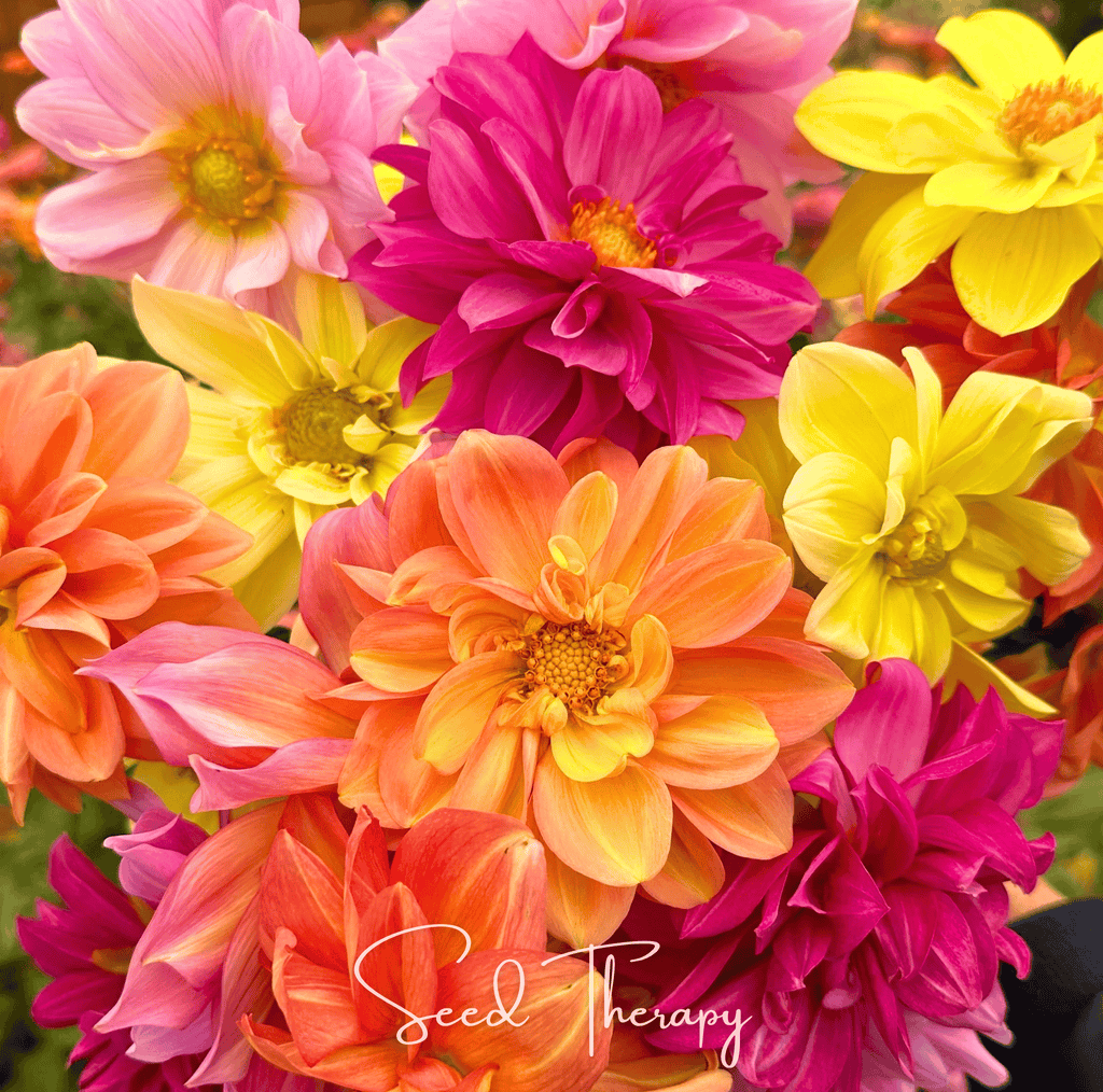 Early Bird Dahlia – 25 Seeds - Garden Gets