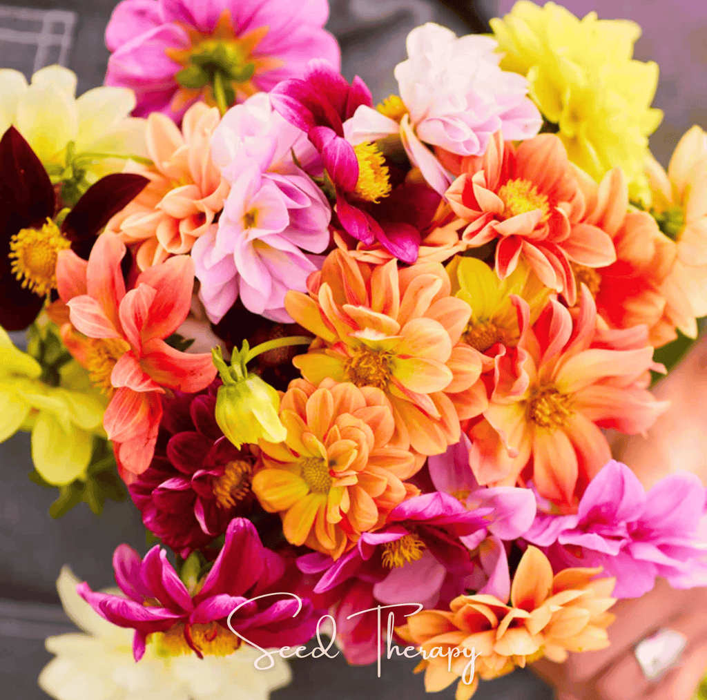Early Bird Dahlia – 25 Seeds - Garden Gets